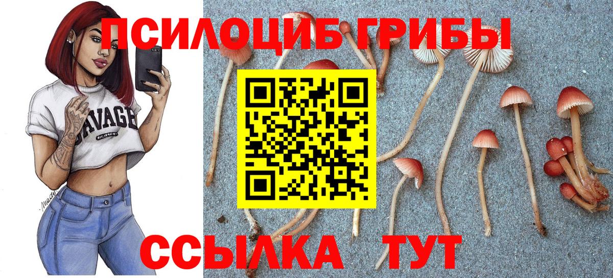Галлюциногенные грибы GOLDEN TEACHER  где продают наркотики  Апатиты  Вход с VPN 